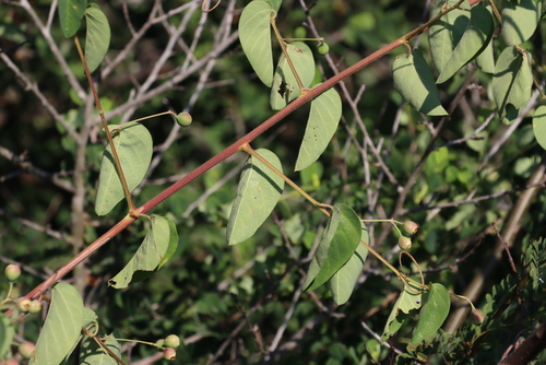 Image of Helinus integrifolius by (c) Tony Rebelo, some rights reserved (CC BY-SA)