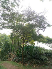 Gonopterodendron arboreum