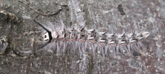 Eucraera salammbo