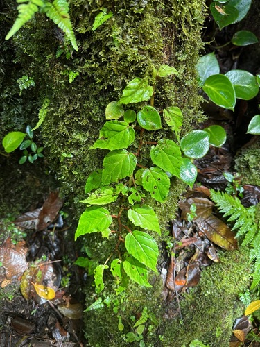 Image of Begonia glabra by (c) Forest Botial-Jarvis, some rights reserved (CC BY)