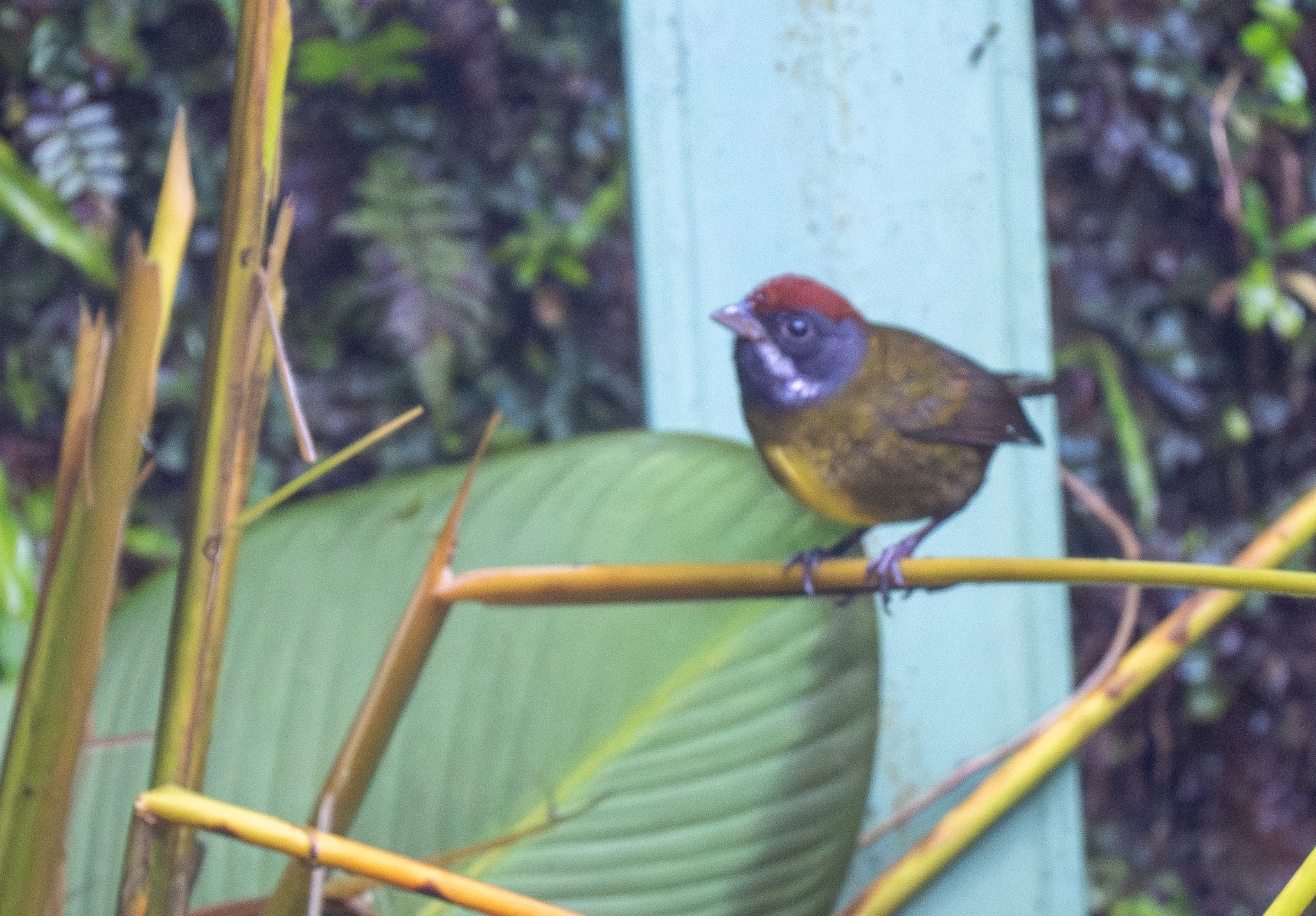 Sooty-faced Finch (Arremon crassirostris), photo 3