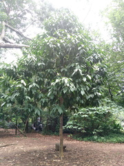 Caryodendron orinocense