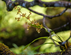 Oncidium bracteatum image