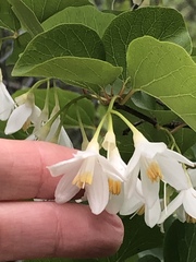 Styrax platanifolius platanifolius