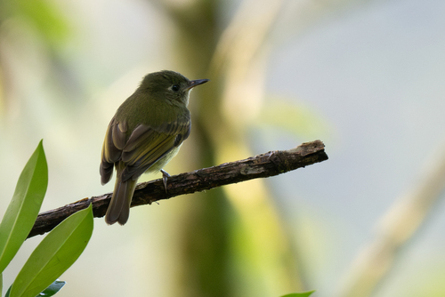 Olive-striped Flycatcher (Mionectes olivaceus), photo 4