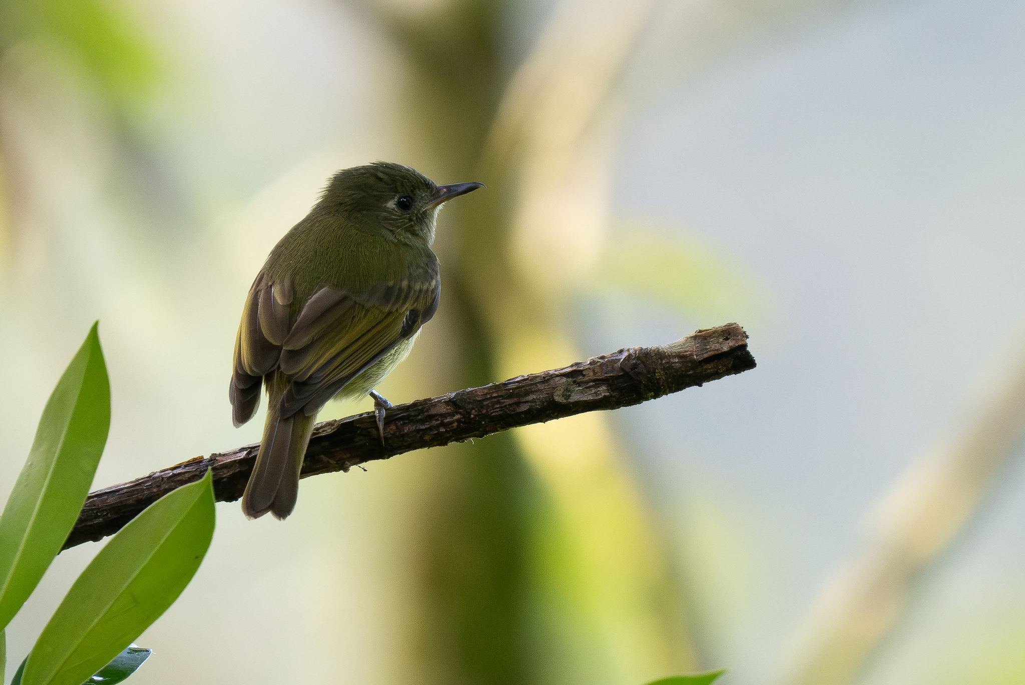 Olive-striped Flycatcher (Mionectes olivaceus), photo 4