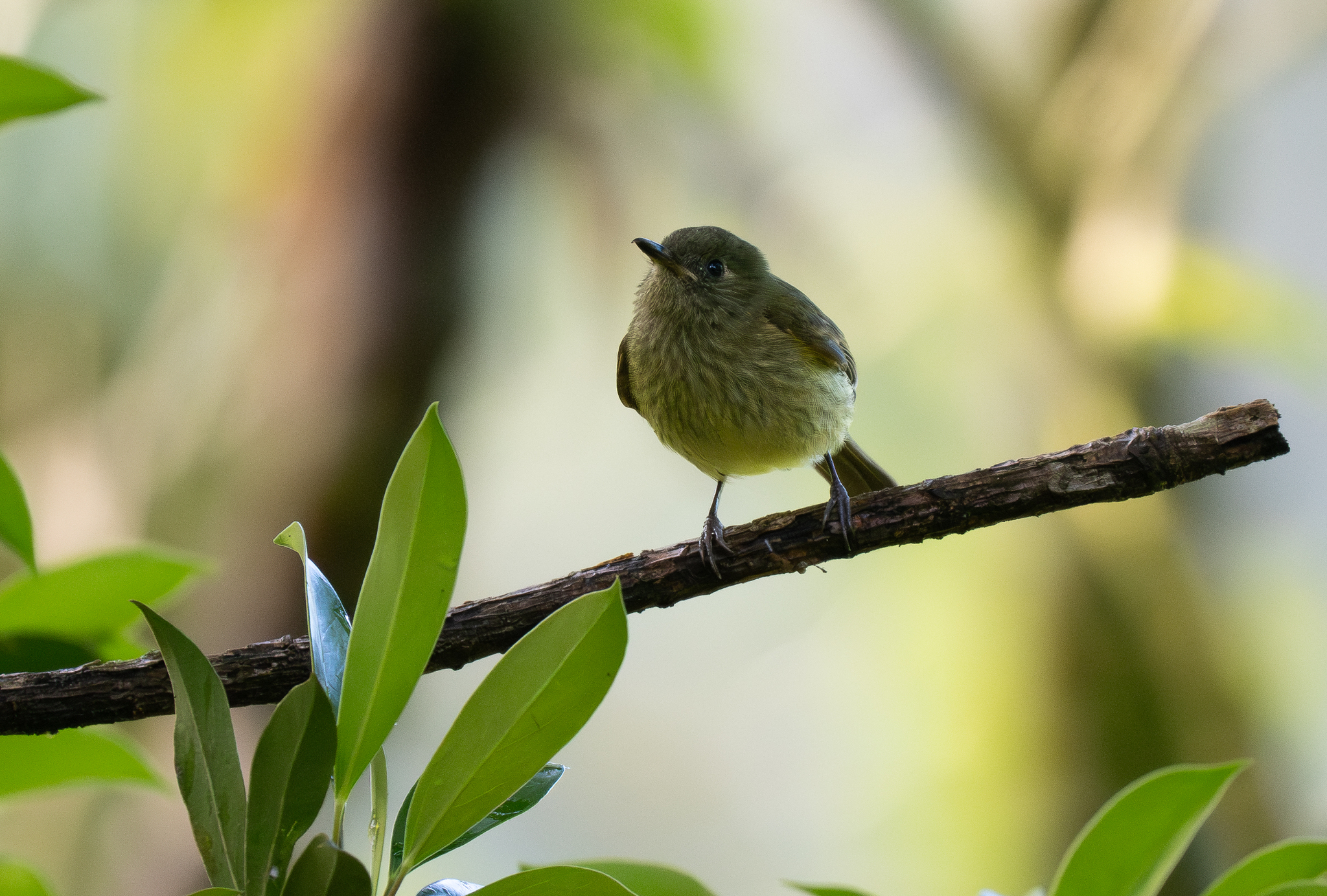 Olive-striped Flycatcher (Mionectes olivaceus), photo 5