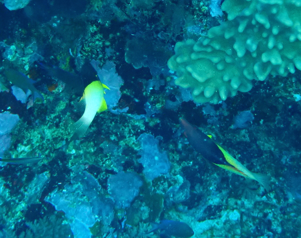 Black-belt Hogfish