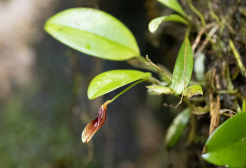 Hairy Tongued Restrepia (Restrepia trichoglossa)