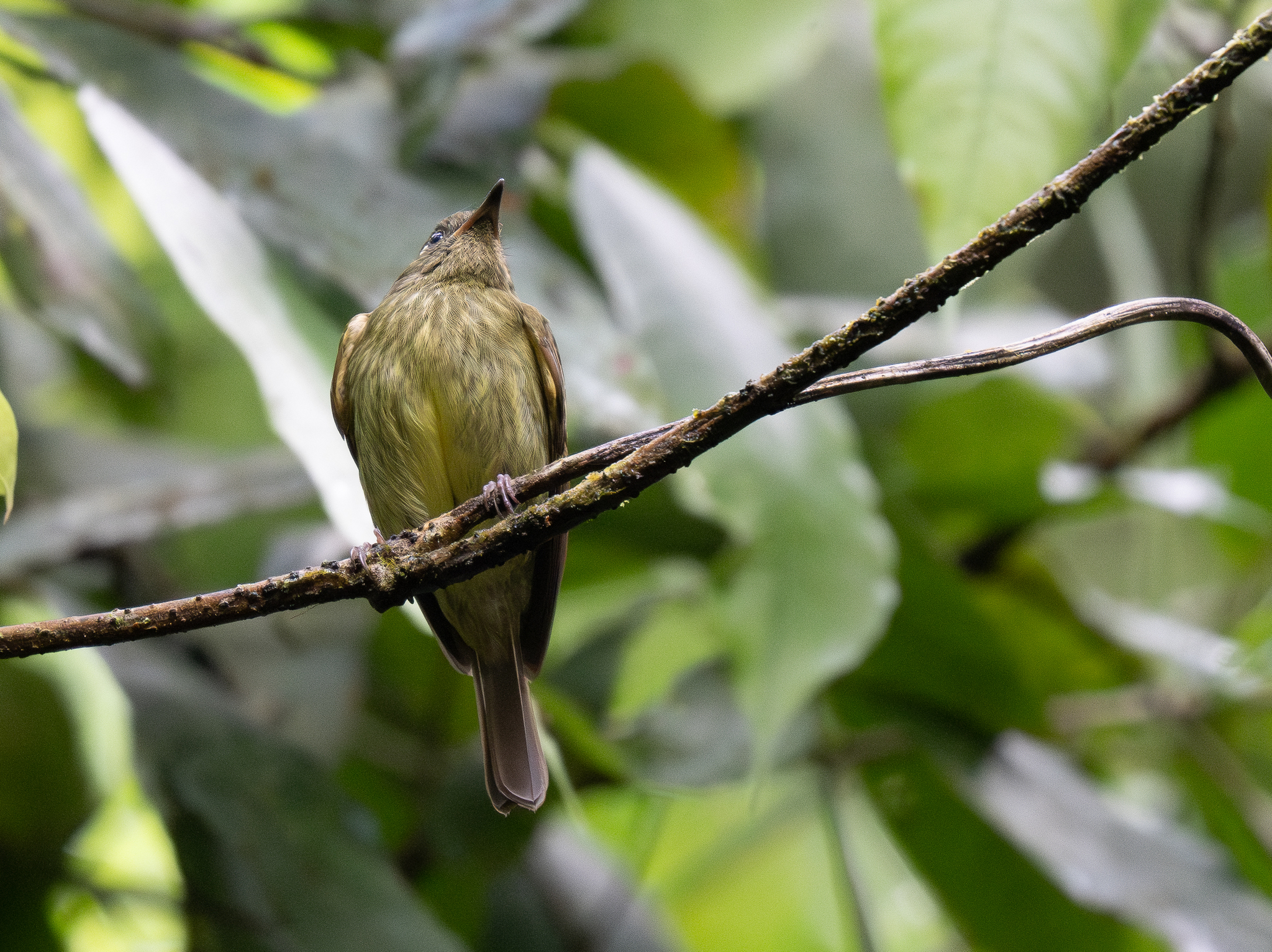 Olive-striped Flycatcher (Mionectes olivaceus), photo 6