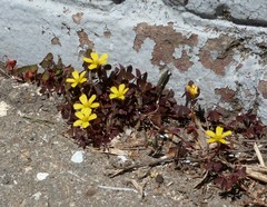 Oxalis corniculata