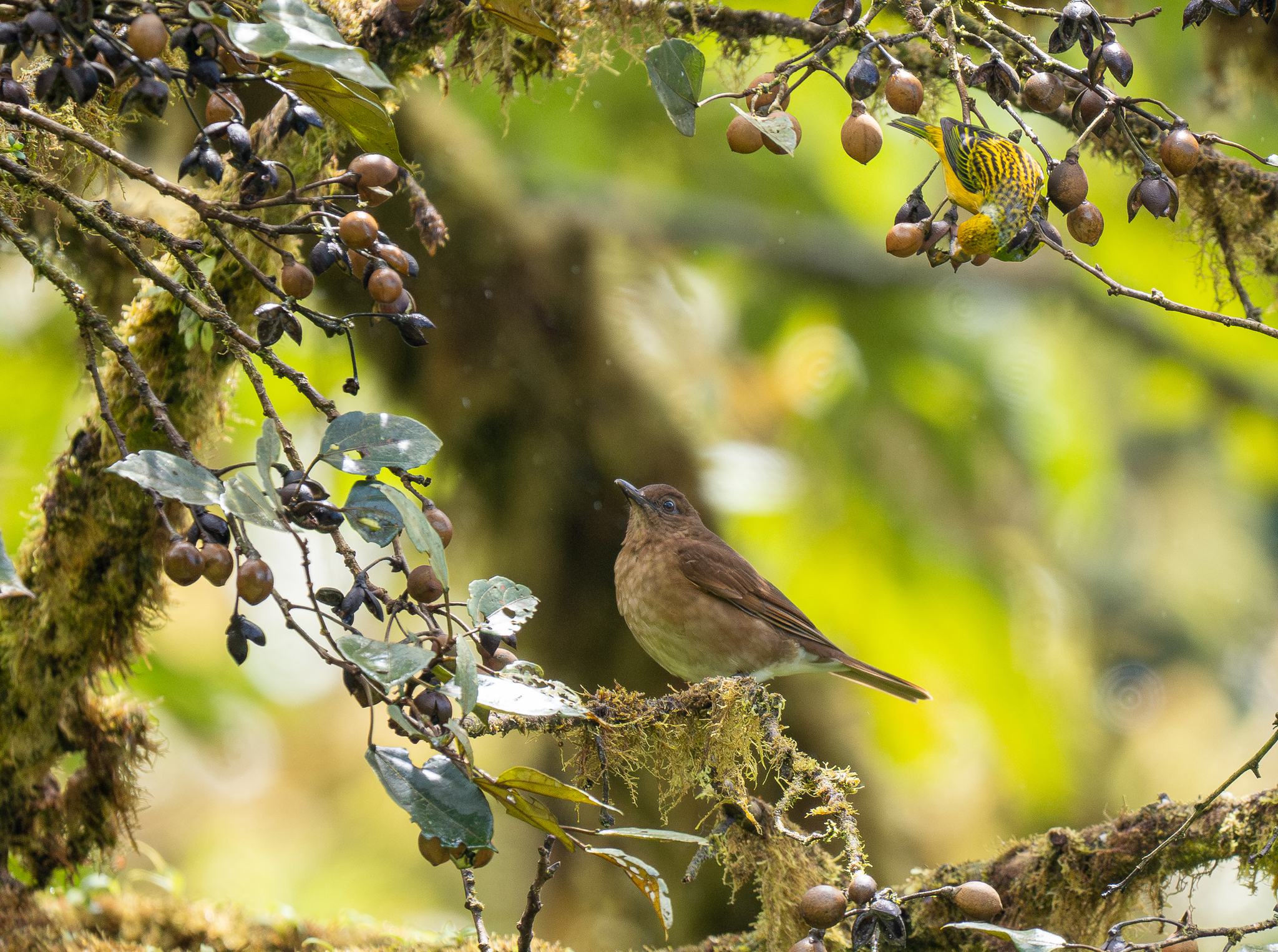 Pale-vented Thrush (Turdus obsoletus), photo 10
