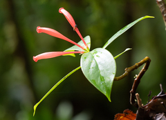 Hillia triflora image