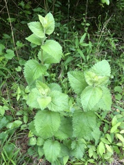Eupatorium rotundifolium