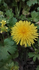 Taraxacum officinale