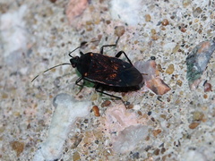 Neolethaeus assamensis
