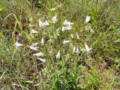Penstemon laxiflorus