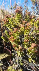 Veronica buchananii