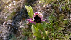 Ophrys bertolonii