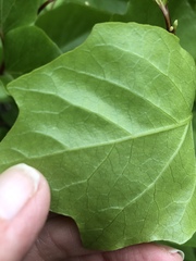 Styrax platanifolius platanifolius