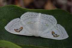 Problepsis digammata