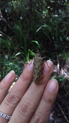 Enchophora sanguiflua