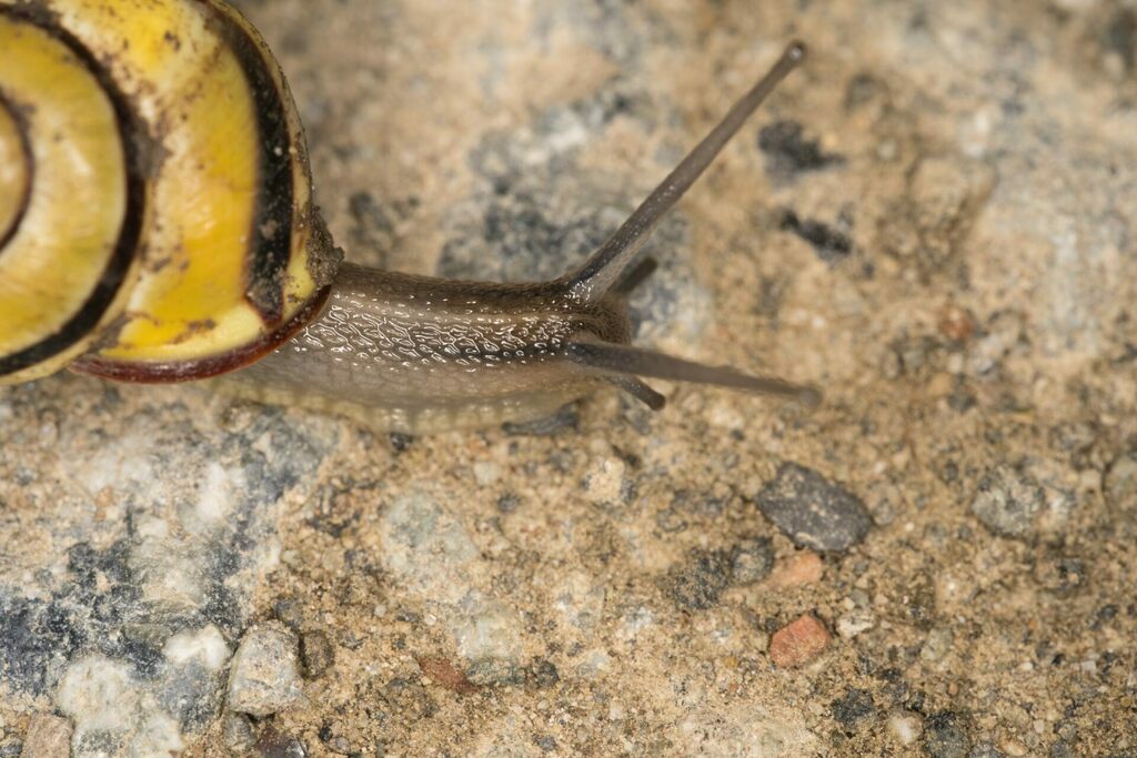 Brownlipped Snail from 38 BraunschweigVolkmarode, Deutschland on