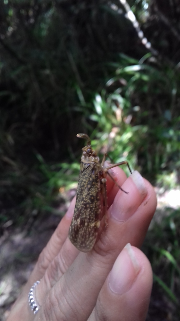 Enchophora sanguiflua