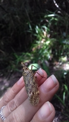 Enchophora sanguiflua