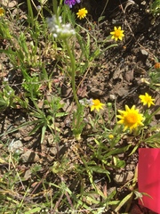 Plectritis macrocera