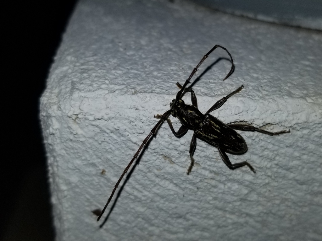Trichophoroides pilicornis