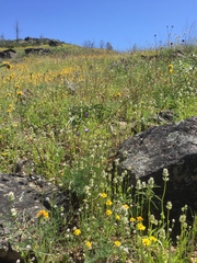 Plectritis macrocera