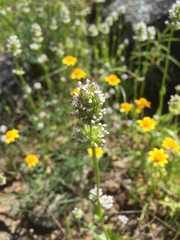 Plectritis macrocera