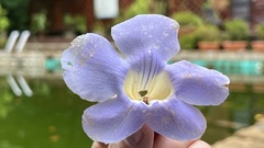 Thunbergia grandiflora image