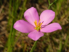 Sabatia grandiflora