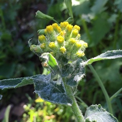 Senecio aronicoides