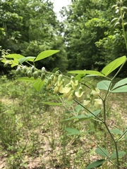 Baptisia megacarpa