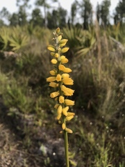 Aletris lutea image