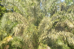 Raffia Palm (Raphia taedigera)