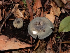 Russula grisea