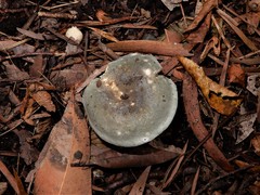 Russula grisea