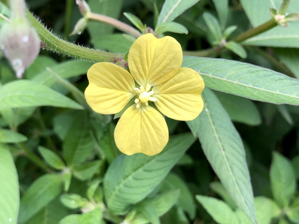 Mexican Primrose-willow from Centro, Puerto Vallarta, Jal., México on ...