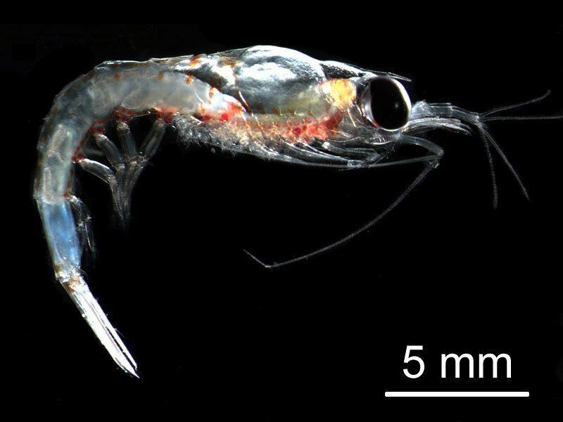 Thysanoessa longicaudata