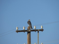 Falco biarmicus biarmicus