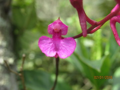 Comparettia falcata