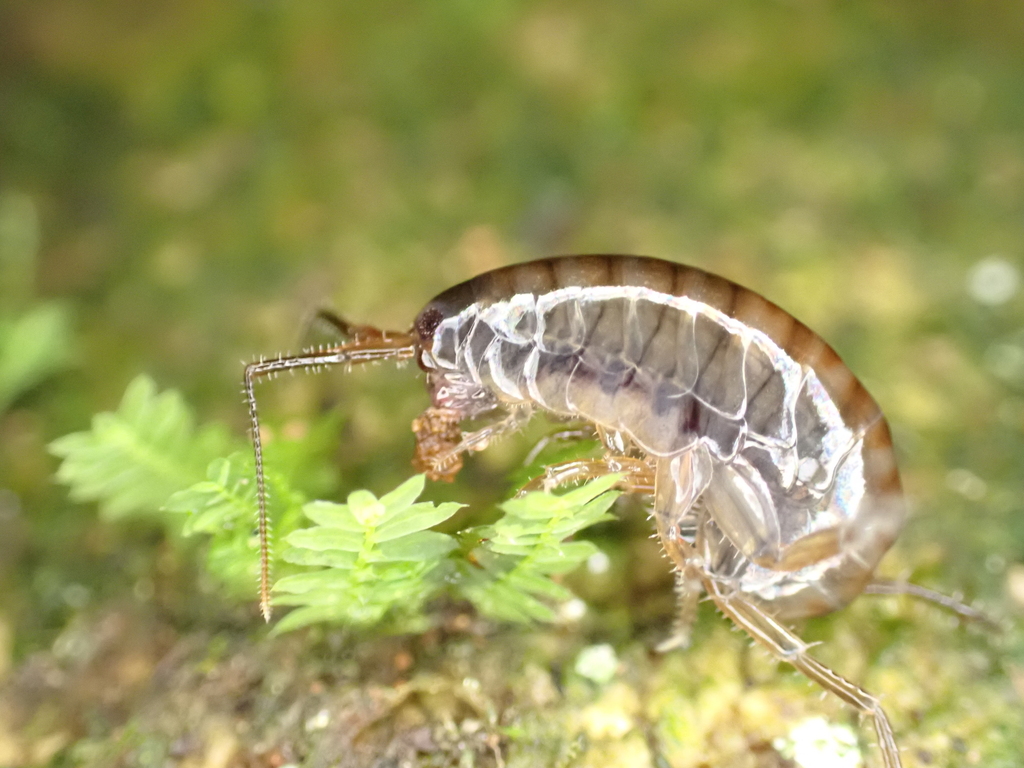 Terrestrial Amphipods from Okere Falls, New Zealand on March 14, 2024 ...
