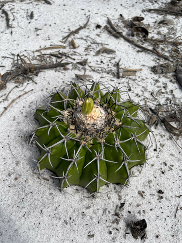 Discocactus pseudoinsignis
