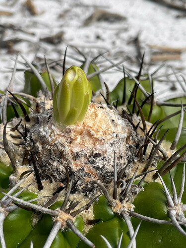 Discocactus pseudoinsignis
