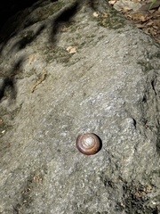 Glyptostoma gabrielense