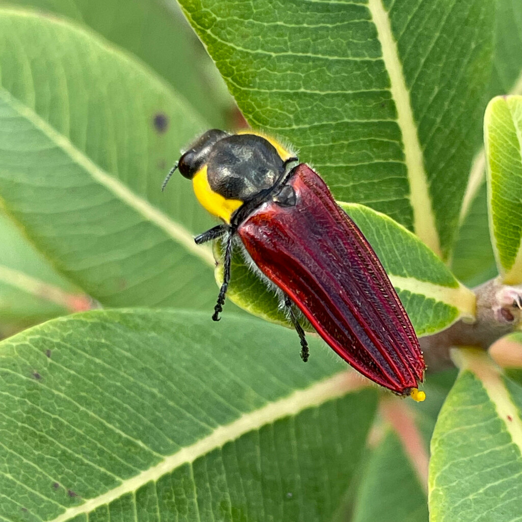 Hiperantha sanguinosa